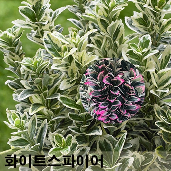 원예종묘의 선두주자 - 한솔원예종묘